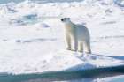 Norway, Svalbard. Male polar bear on pack ice in Arctic Ocean. Art Print